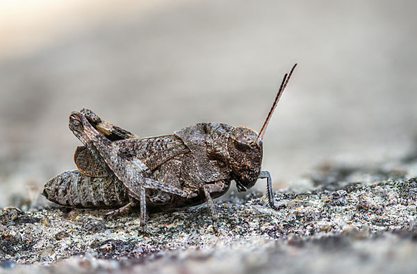 Rotflügelige Schnarrschrecke (Psophus stridulus)