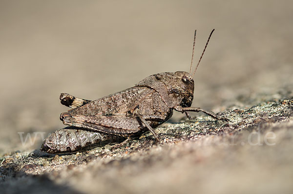 Rotflügelige Schnarrschrecke (Psophus stridulus)