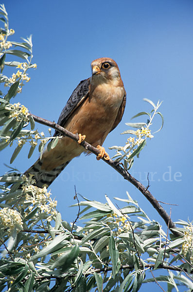 Rotfußfalke (Falco vespertinus)