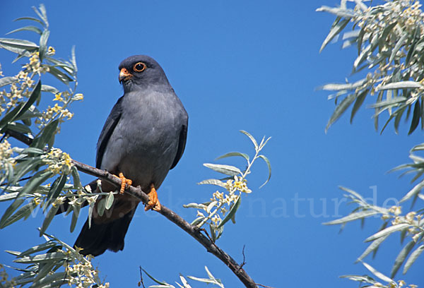 Rotfußfalke (Falco vespertinus)