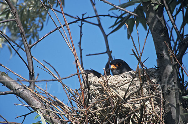 Rotfußfalke (Falco vespertinus)