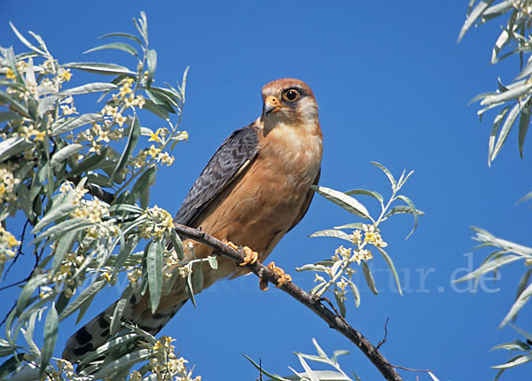 Rotfußfalke (Falco vespertinus)