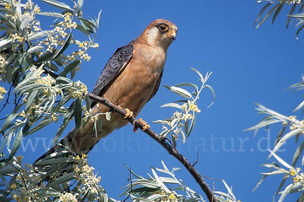 Rotfußfalke (Falco vespertinus)