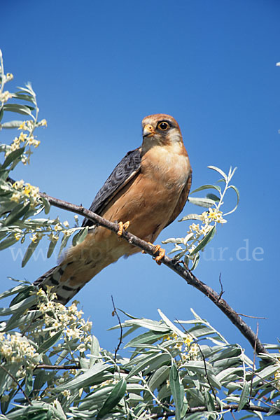 Rotfußfalke (Falco vespertinus)