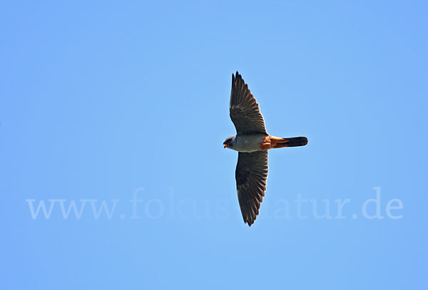 Rotfußfalke (Falco vespertinus)