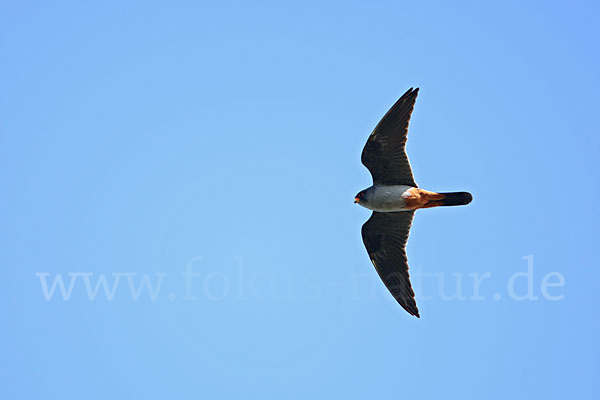 Rotfußfalke (Falco vespertinus)