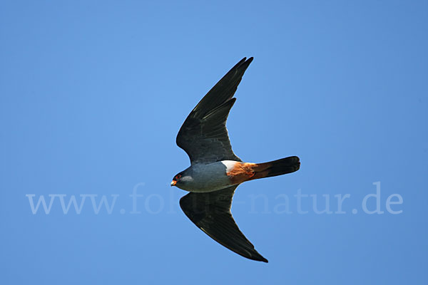 Rotfußfalke (Falco vespertinus)