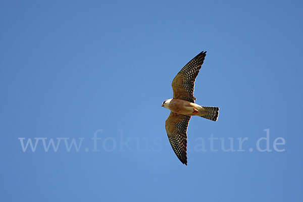 Rotfußfalke (Falco vespertinus)