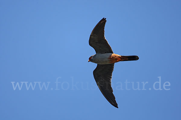 Rotfußfalke (Falco vespertinus)