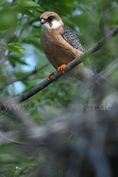 Rotfußfalke (Falco vespertinus)