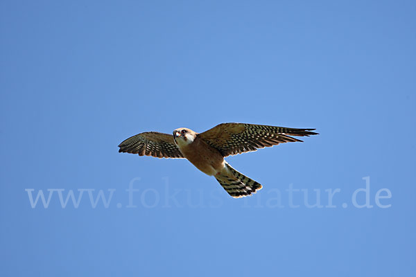 Rotfußfalke (Falco vespertinus)