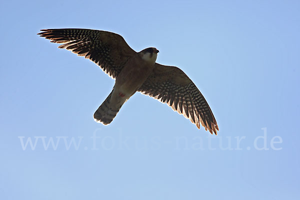 Rotfußfalke (Falco vespertinus)