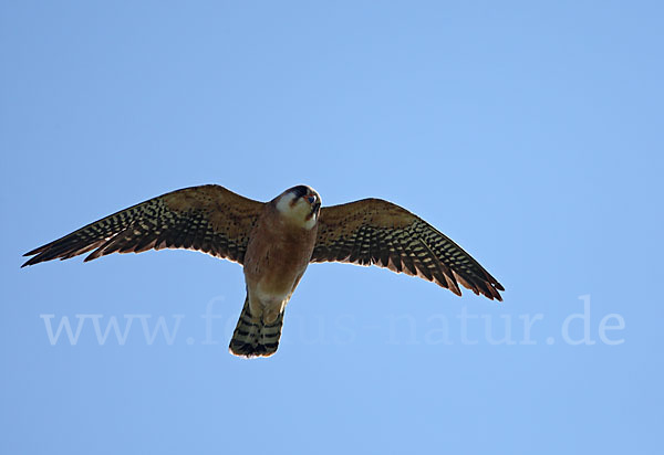 Rotfußfalke (Falco vespertinus)