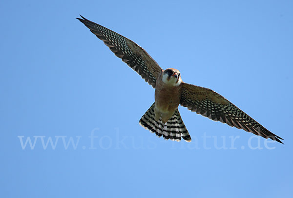 Rotfußfalke (Falco vespertinus)