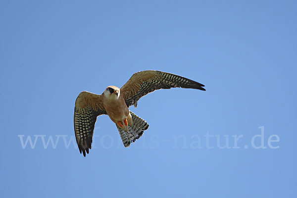 Rotfußfalke (Falco vespertinus)