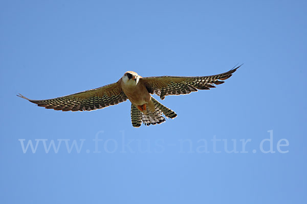 Rotfußfalke (Falco vespertinus)