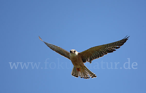 Rotfußfalke (Falco vespertinus)