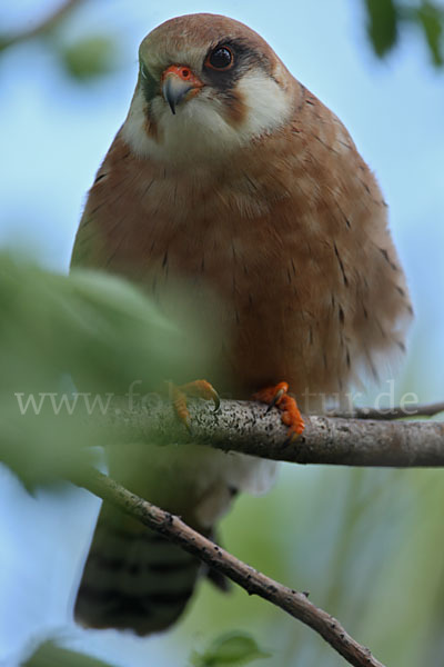 Rotfußfalke (Falco vespertinus)