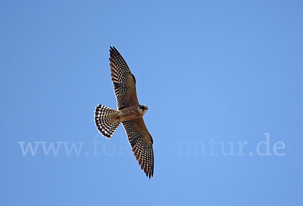 Rotfußfalke (Falco vespertinus)