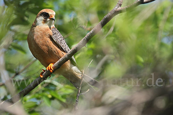 Rotfußfalke (Falco vespertinus)