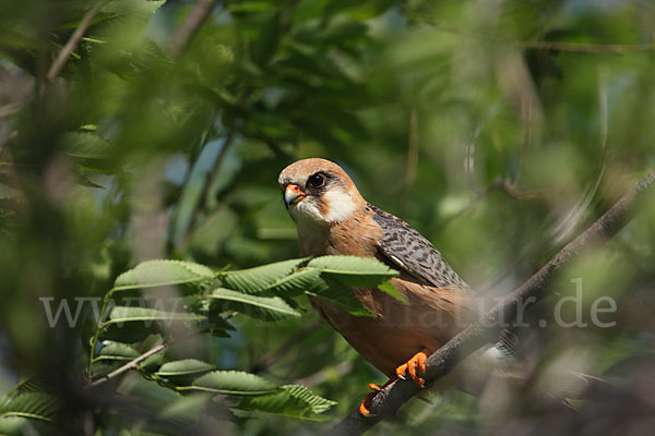 Rotfußfalke (Falco vespertinus)