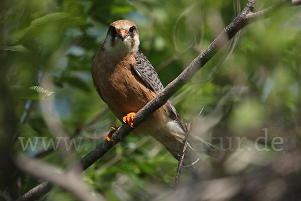 Rotfußfalke (Falco vespertinus)