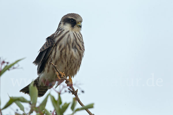 Rotfußfalke (Falco vespertinus)