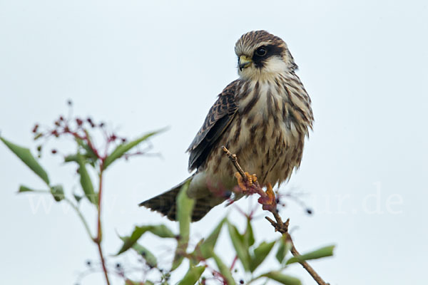 Rotfußfalke (Falco vespertinus)