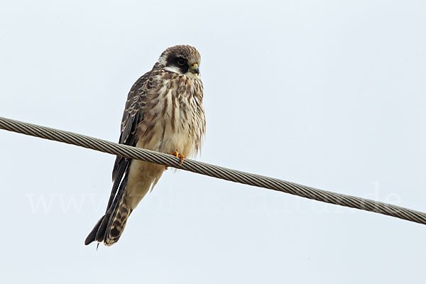 Rotfußfalke (Falco vespertinus)