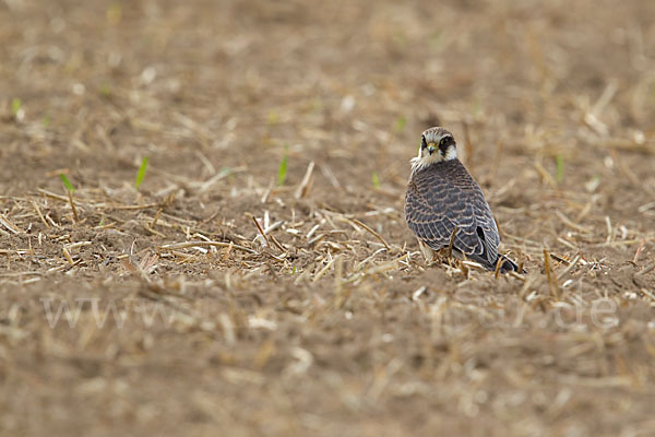 Rotfußfalke (Falco vespertinus)