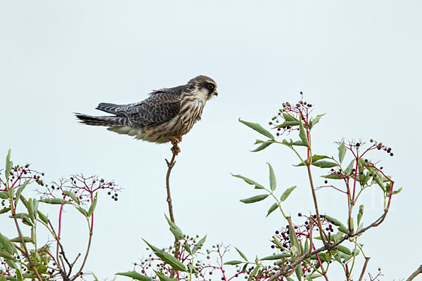 Rotfußfalke (Falco vespertinus)