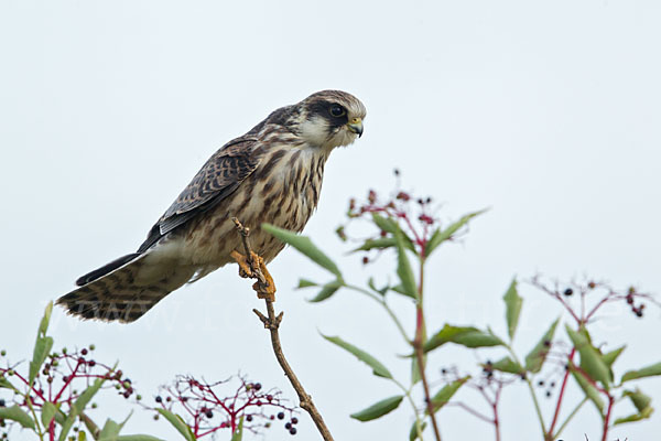 Rotfußfalke (Falco vespertinus)