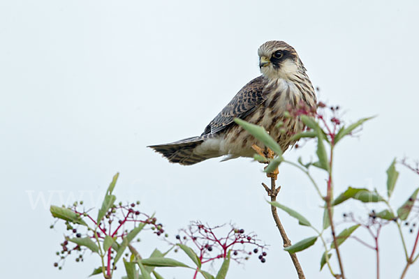 Rotfußfalke (Falco vespertinus)