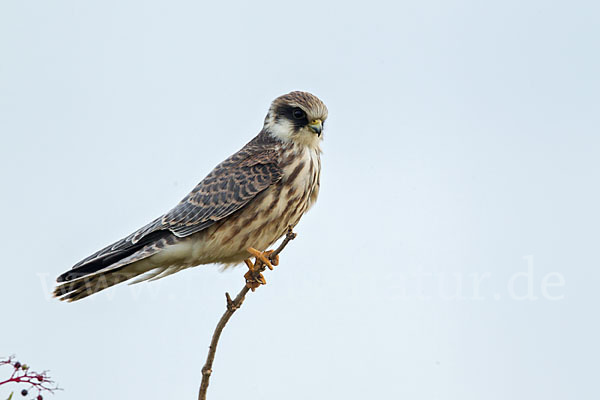 Rotfußfalke (Falco vespertinus)