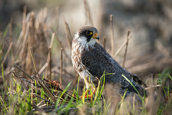 Rotfußfalke (Falco vespertinus)