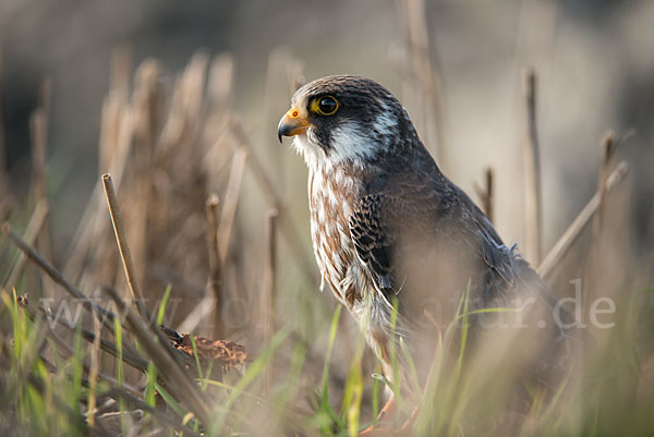 Rotfußfalke (Falco vespertinus)