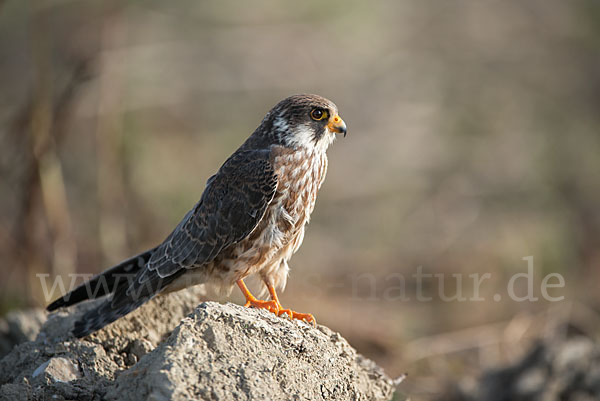 Rotfußfalke (Falco vespertinus)