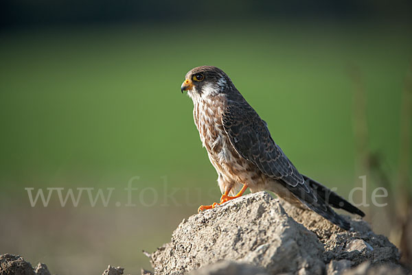 Rotfußfalke (Falco vespertinus)