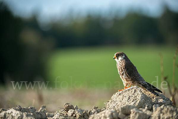 Rotfußfalke (Falco vespertinus)