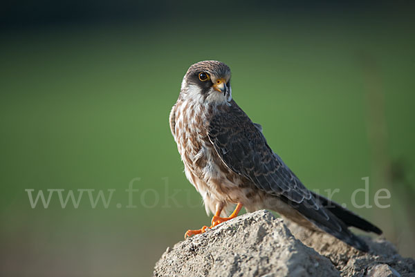 Rotfußfalke (Falco vespertinus)