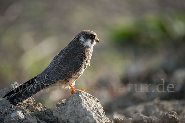 Rotfußfalke (Falco vespertinus)