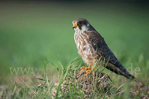 Rotfußfalke (Falco vespertinus)