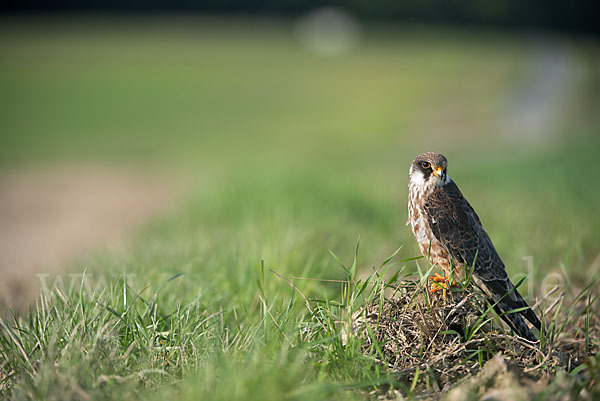 Rotfußfalke (Falco vespertinus)