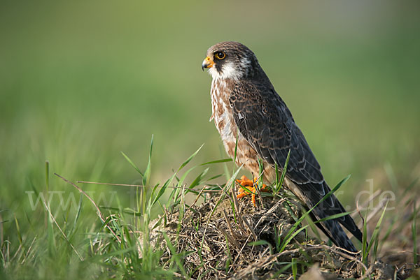 Rotfußfalke (Falco vespertinus)