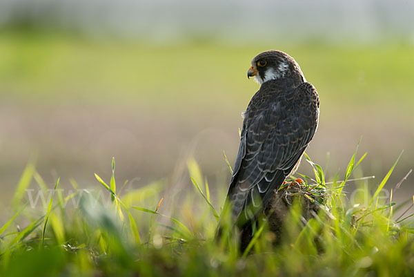 Rotfußfalke (Falco vespertinus)