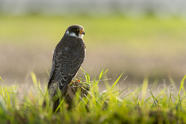 Rotfußfalke (Falco vespertinus)