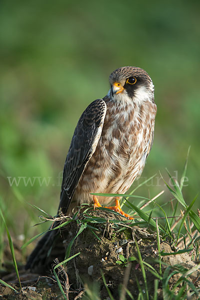 Rotfußfalke (Falco vespertinus)