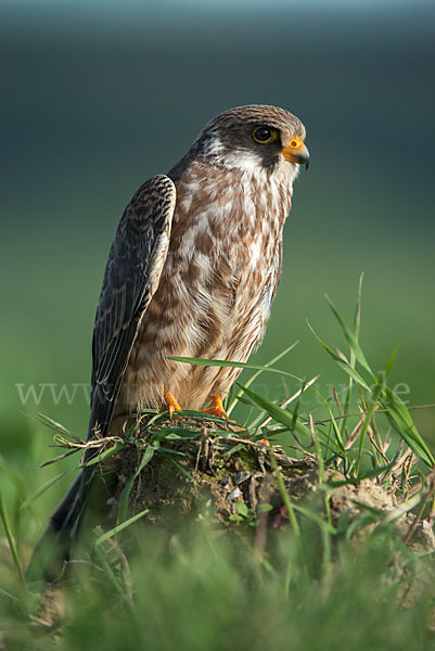 Rotfußfalke (Falco vespertinus)