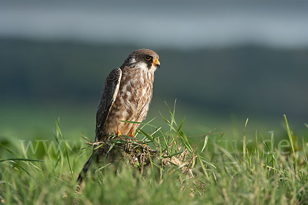 Rotfußfalke (Falco vespertinus)