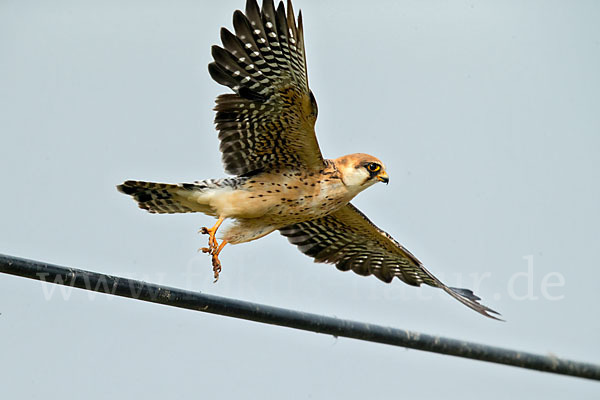 Rotfußfalke (Falco vespertinus)